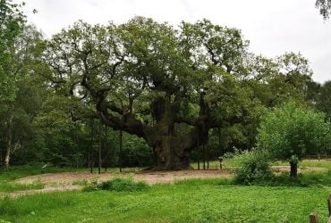 Туристи вбили 1200-річний дуб Робіна Гуда у Шервудському лісі