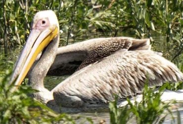 На Дніпрі після зникнення Каховського водосховища зафіксували пелікана: чому це важливо