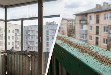 Просто тримаю цю спецію біля вікна, і голуби не сідають: як відвадити птахів від балкона