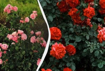 Ложка цієї спеції на півтора літра води – попелиці на трояндах не буде: чим обробити