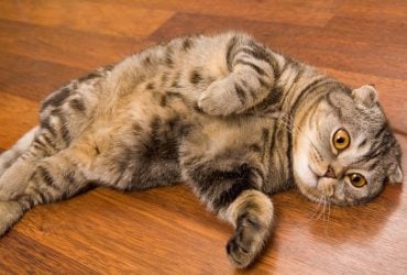 Кошка не хочет, чтобы её гладили: она показывает вам живот по другой причине