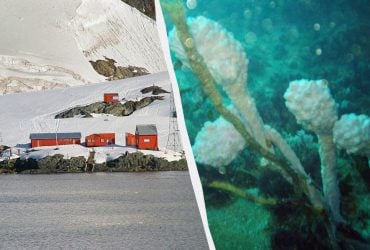 Бактерии из глубин Антарктиды могут эффективно бороться с меланомой, - новое исследование