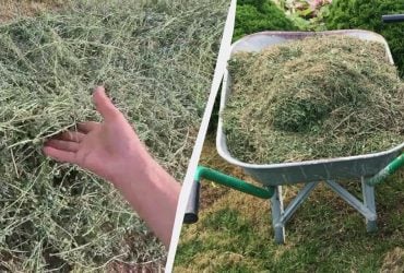 Скошену траву складаю в мішки для зберігання: як застосувати з користю для ділянки