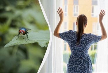 Один фрукт відлякує мух і в будинку, і на природі: вони не терплять його запаху