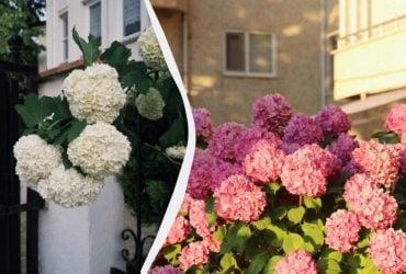 Гортензии будут цвести в 2 раза дольше: чем подкормить цветы в июле
