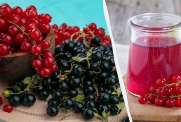 15 хвилин - і зі смородини виходять апетитні заготовки: прості рецепти желе та варення
