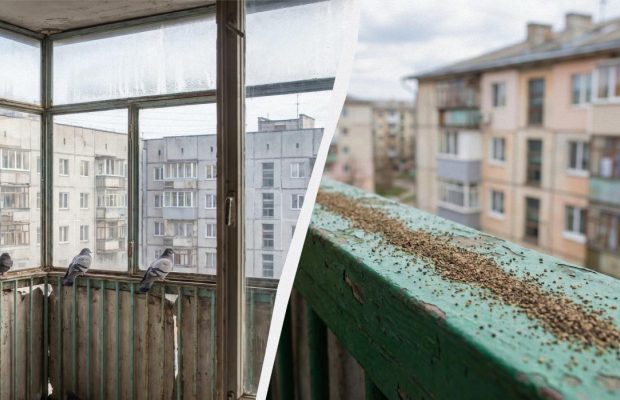 Просто держу эту специю у окна, и ни один голубь не садится: как отвадить птиц от балкона