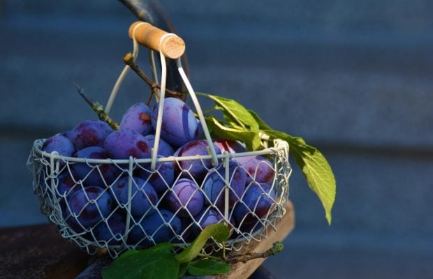 Білий наліт на сливах: для чого він потрібен і що може розповісти про фрукт