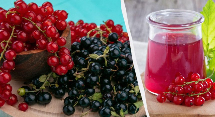 15 минут - и из смородины получаются вкуснейшие заготовки: простые рецепты желе и варенья