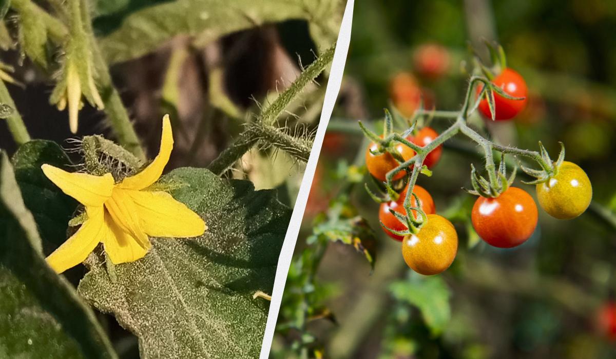 порожні суцвіття на томатах: що робити порожні суцвіття на томатах: що робити