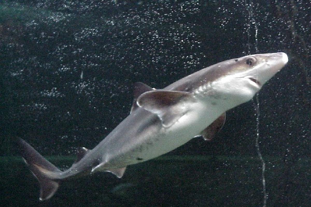Есть ли в Чёрном море акулы и безопасно ли в нём купаться на самом деле: поясняет биолог Есть ли в Чёрном море акулы и безопасно ли в нём купаться на самом деле: поясняет биолог