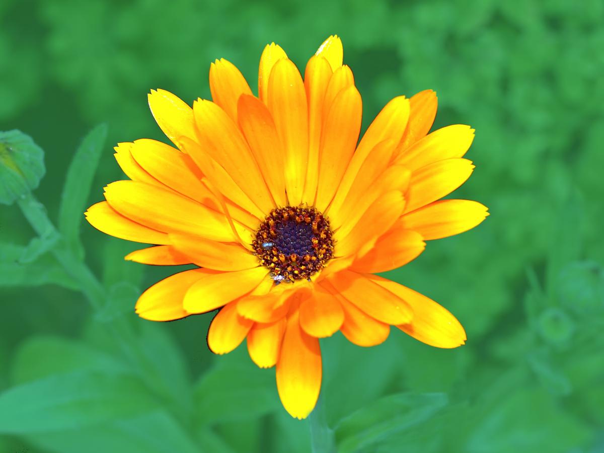 що посадити від слимаків що посадити від слимаків