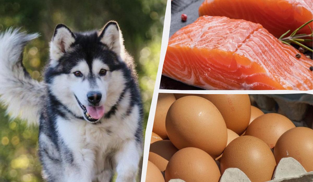 5 продуктов с вашего стола, которые будут полезны для шерсти собаки 5 продуктов с вашего стола, которые будут полезны для шерсти собаки