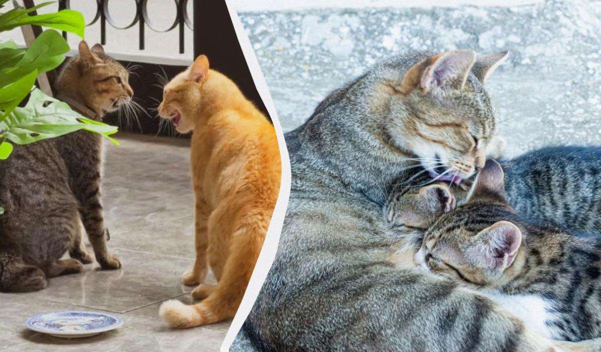 Зачем кот вылизывает другого кота Зачем кот вылизывает другого кота
