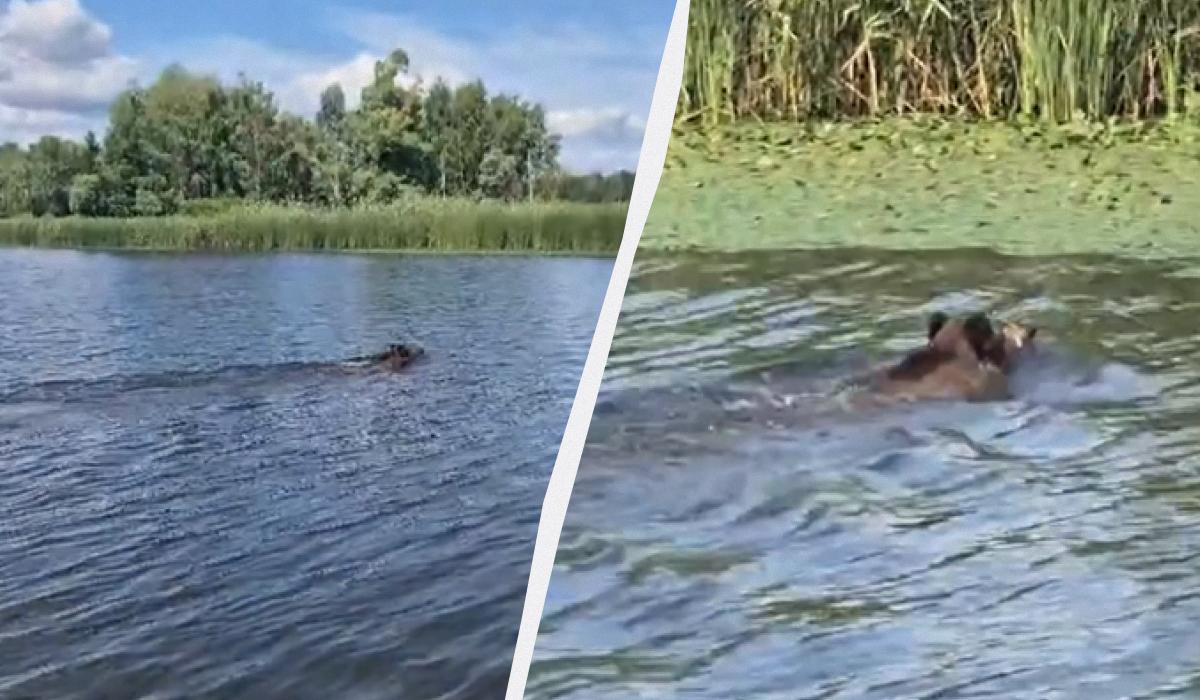 Держат клыки над водой: возле Чернобыля засняли необычных пловцов (видео)