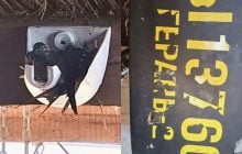 В Одесской области ласточки свили гнездо в обломке "Шахеда": опубликовано трогательное видео