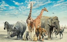 11 крупнейших животных планеты: орган одного из этих гигантов весит как целый слон