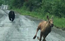Подружжя врятувало лосеня від ведмедя: драматична погоня потрапила на фото