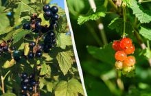 Ягоды смородины и крыжовника могут опасть до созревания: как их поддержать в июле