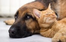 Чому коти дружать з собаками: вчені пояснили дивний феномен між різними видами