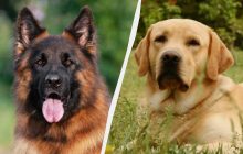 10 пород собак, у которых самая крепкая эмоциональная связь с хозяевами