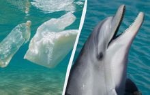 Выброшенные бутылки теперь спасают жизнь дельфинам: неожиданные результаты одного эксперимента