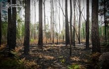 Пожар в Чернобыльской зоне наконец потушили: в ГСЧС рассказали, что с радиацией