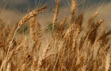 8 вересня по всій Україні стане тепліше (карта)
