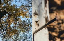 Поруч з пожовклими деревами заривали іржаві цвяхи: чи справді це допомагало