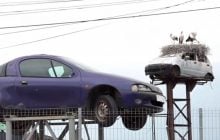 Аисты свили гнездо на кузове авто, установленном на столбе: место стало туристической приманкой (фото)