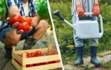 Лью это под куст - томаты аж трескаются от сока: чем подкормить посадки в июле