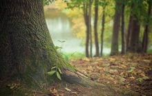 Ученые 37 лет намеренно грели почву в лесу: что показал самый долгий в мире эксперимент
