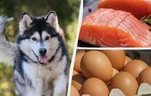 5 продуктов с вашего стола, которые будут полезны для шерсти собаки