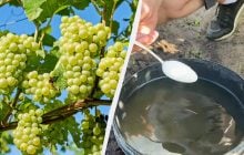 Летняя подкормка винограда: чем полить куст для сладких и крупных ягод