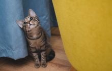 Коти можуть розуміти людську мову: як перевірити, чи слухає вас улюбленець