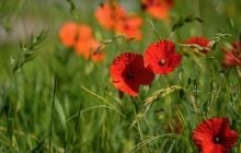 22 липня в Україні буде тепло і майже без дощів (карта)