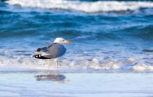 В Балтийском море есть удивительное место, где вода прогревается как на Адриатике