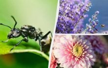Муравьи больше не будут беспокоить: 10 растений, которые отпугнут их от вашего сада