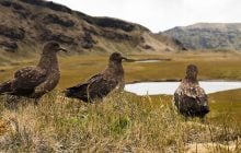 Уникальные виды под угрозой: в Новой Зеландии впервые подтвердили опасную болезнь