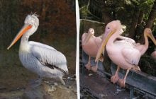 Отдыхали после охоты: в Одесской области заметили редких огромных птиц (видео)