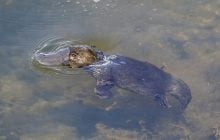 Откладывает яйца и светится: история животного, в существование которого никто не верил