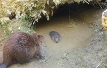 Бобр трижды сбегал из вольера в поисках любви и в конце концов стал отцом
