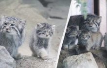 Эта дикая кошка почти не изменилась за 6 миллионов лет: в Японии родились ее котята