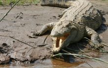 Эта река течет через 11 стран и прячет одних из самых опасных животных на Земле