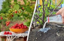 Какое удобрение дать малине во время созревания ягод: народная подкормка