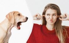Пара простых приемов - и в доме станет заметно тише: как отучить собаку постоянно лаять