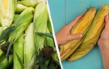 Хорошую кукурузу можно определить еще на прилавке: фермеры поделились дельным лайфхаком