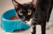 Почему кошка ест с пола, хотя рядом стоит миска: вот в чем дело