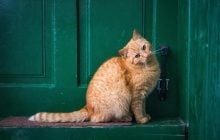Чому коти сидять біля дверей, але не виходять з дому: перелічено 5 причин