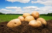 У картофеля около сотни названий: откуда взялись бараболя, бульба и крумпли, – преподаватель